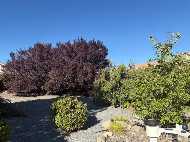 Transformed Tree Care — customer photo 2