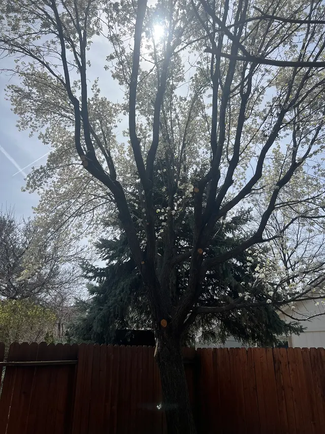 Transformed Tree Care — customer photo 8