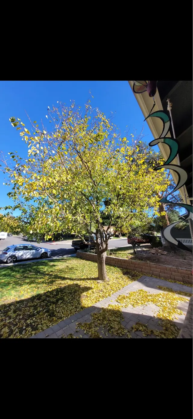 Transformed Tree Care — customer photo 10
