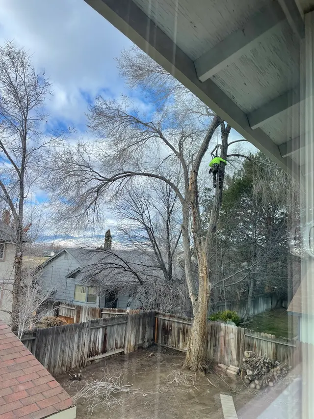 Transformed Tree Care — customer photo 4