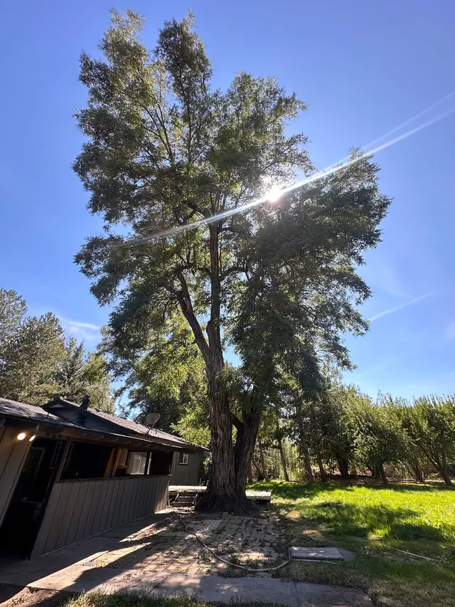Transformed Tree Care — customer photo 1