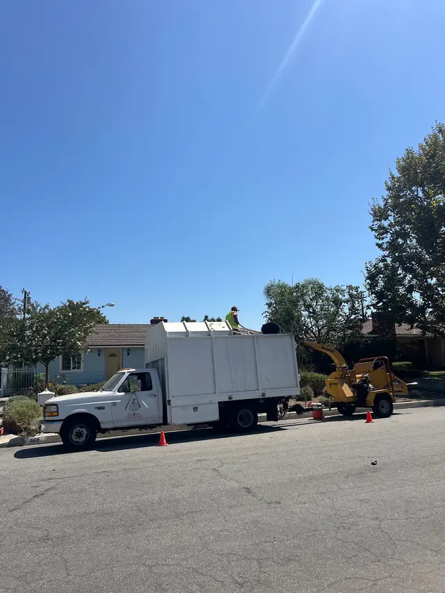 EVERARDO'S TREE CARE — photo from the business 6