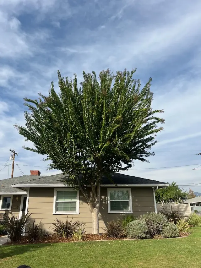 EVERARDO'S TREE CARE — customer photo 2