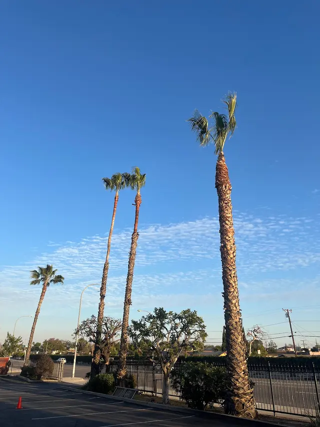 EVERARDO'S TREE CARE — photo from the business 12