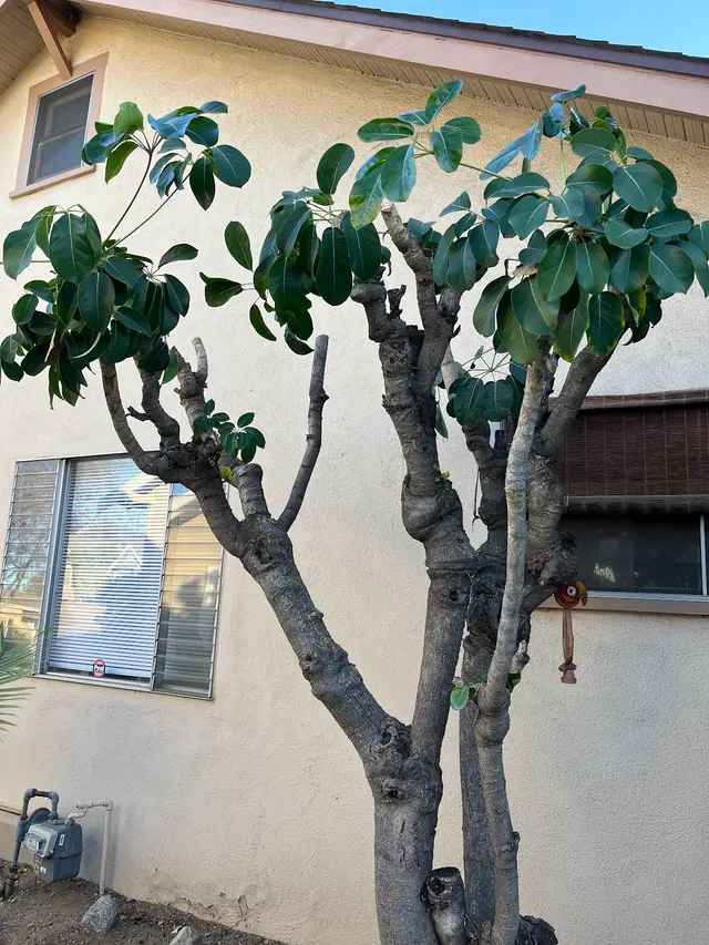 EVERARDO'S TREE CARE — photo from the business 11