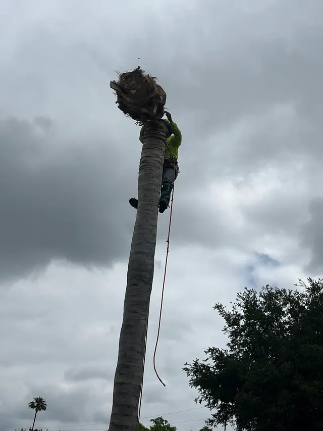 EVERARDO'S TREE CARE — photo from the business 7