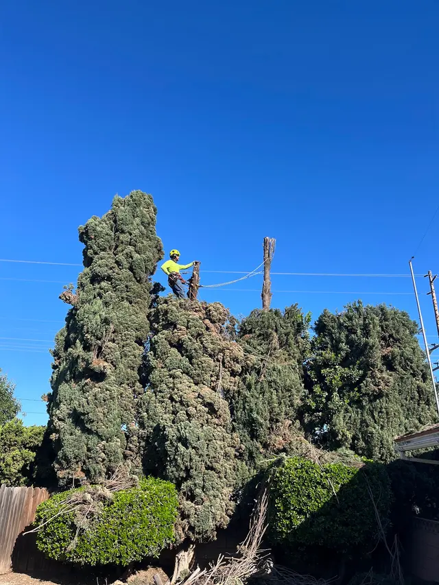 EVERARDO'S TREE CARE — photo from the business 3