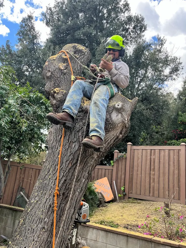 EVERARDO'S TREE CARE — photo from the business 10