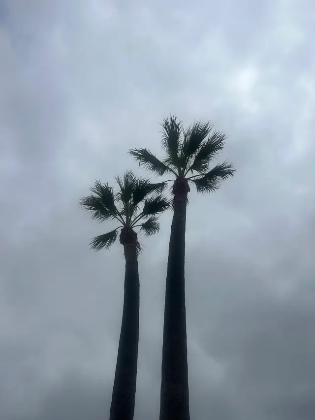 Customer photo of work by EVERARDO'S TREE CARE, from Raul Becerra's review