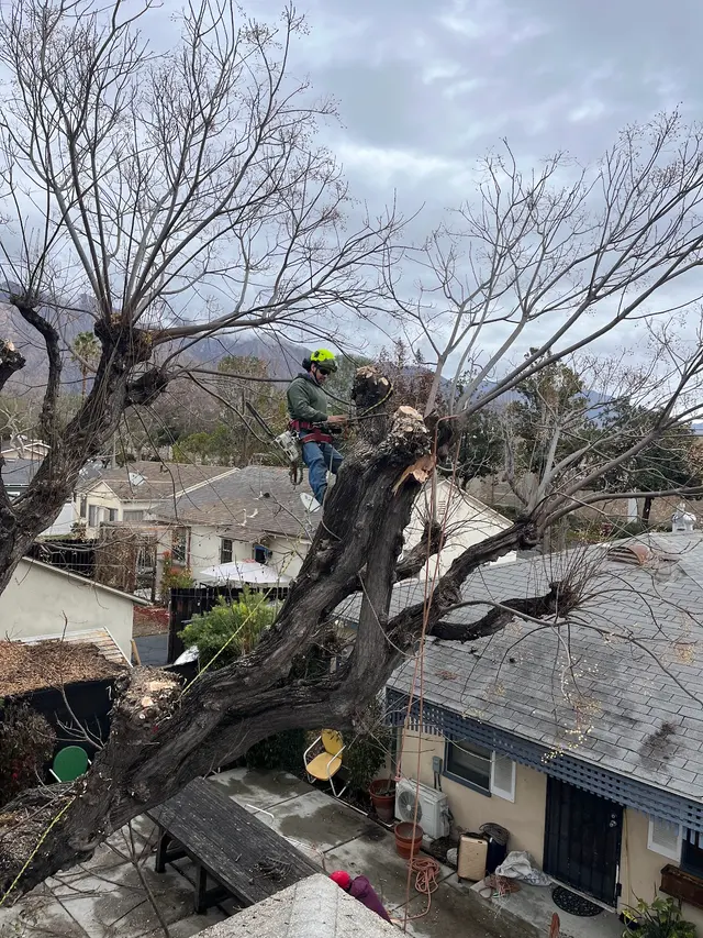 EVERARDO'S TREE CARE — photo from the business 5