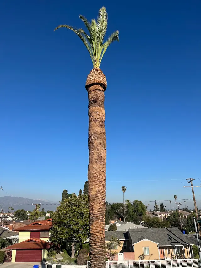 EVERARDO'S TREE CARE — photo from the business 9