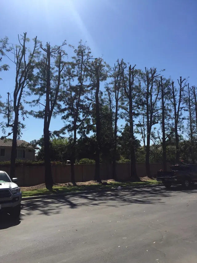 Zamora Tree Services — photo from the business 4