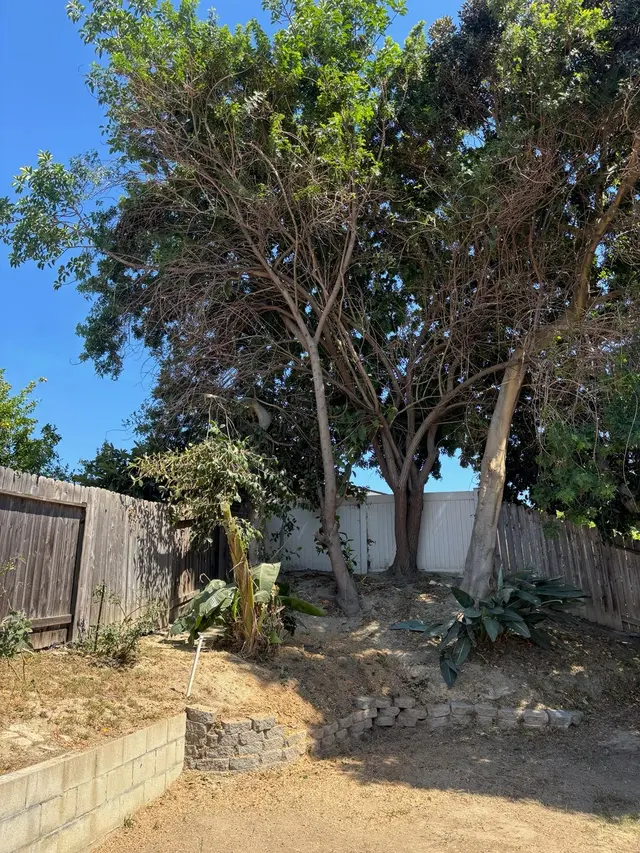 Zamora Tree Services — customer photo 5