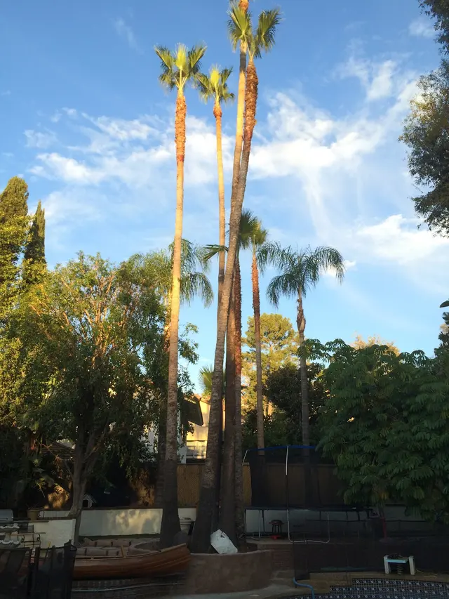 Zamora Tree Services — photo from the business 3