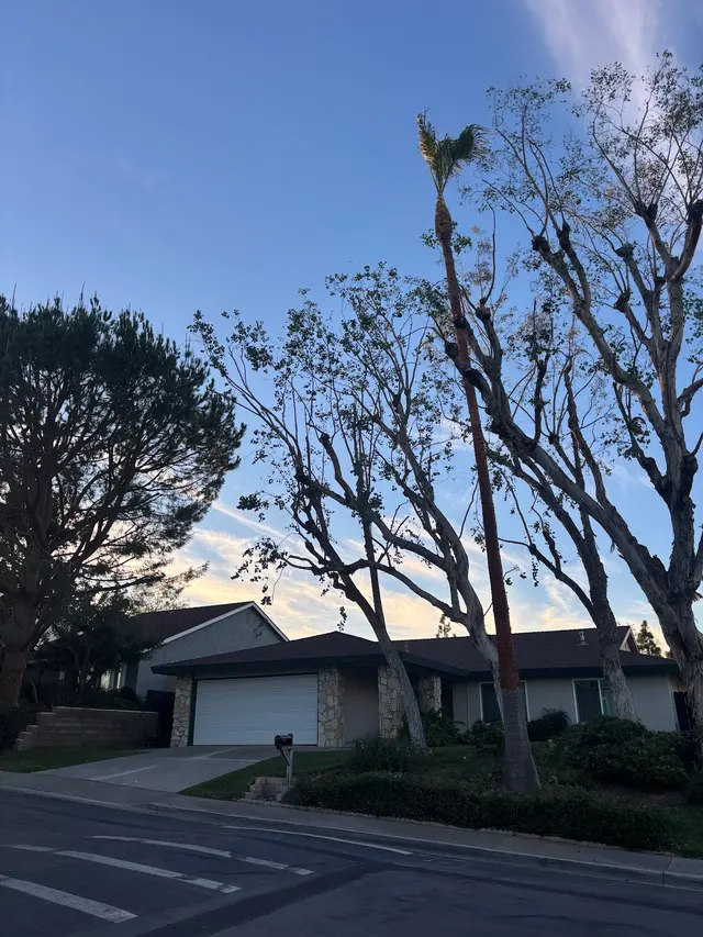 Zamora Tree Services — photo from the business 12