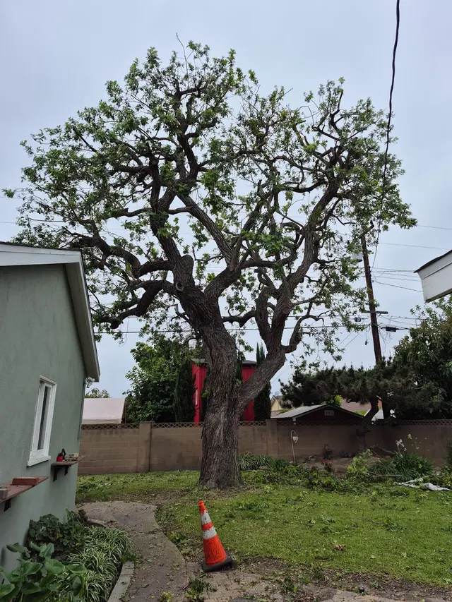 Zamora Tree Services — photo from the business 1