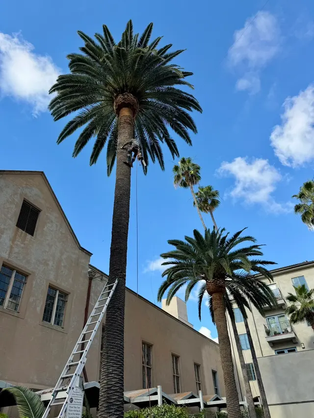 Alex Tree Service — photo from the business 7