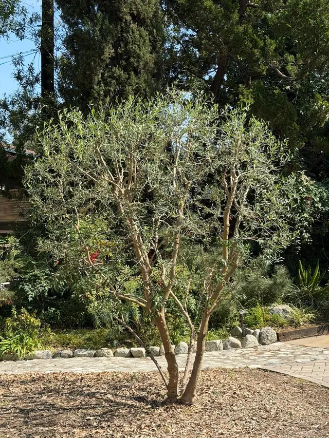 Alex Tree Service — photo from the business 12