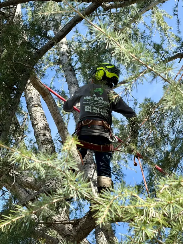 Alex Tree Service — photo from the business 11