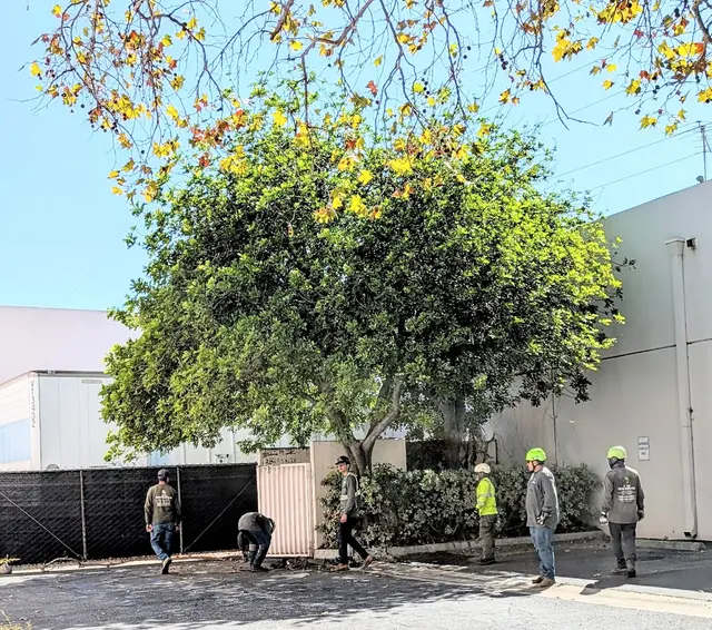 Customer photo of work by Alex Tree Service, from R LR's review