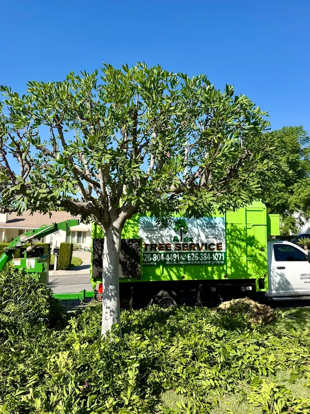 Alex Tree Service — photo from the business 4