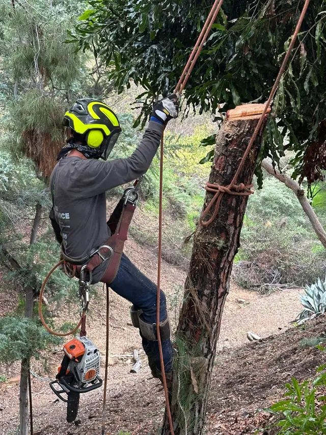 Alex Tree Service — photo from the business 6