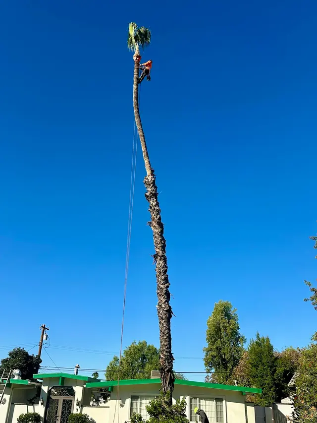 Alex Tree Service — photo from the business 9