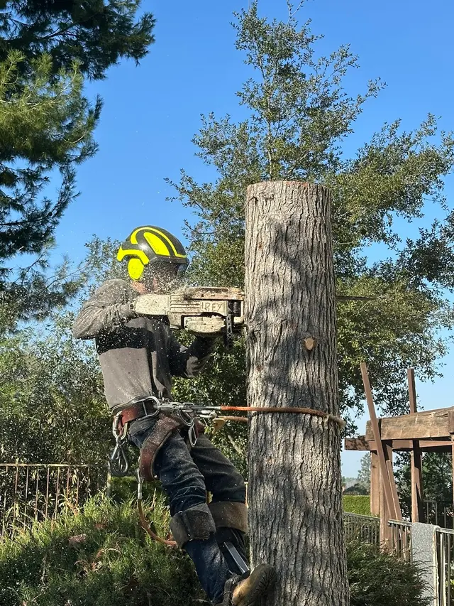Alex Tree Service — photo from the business 10
