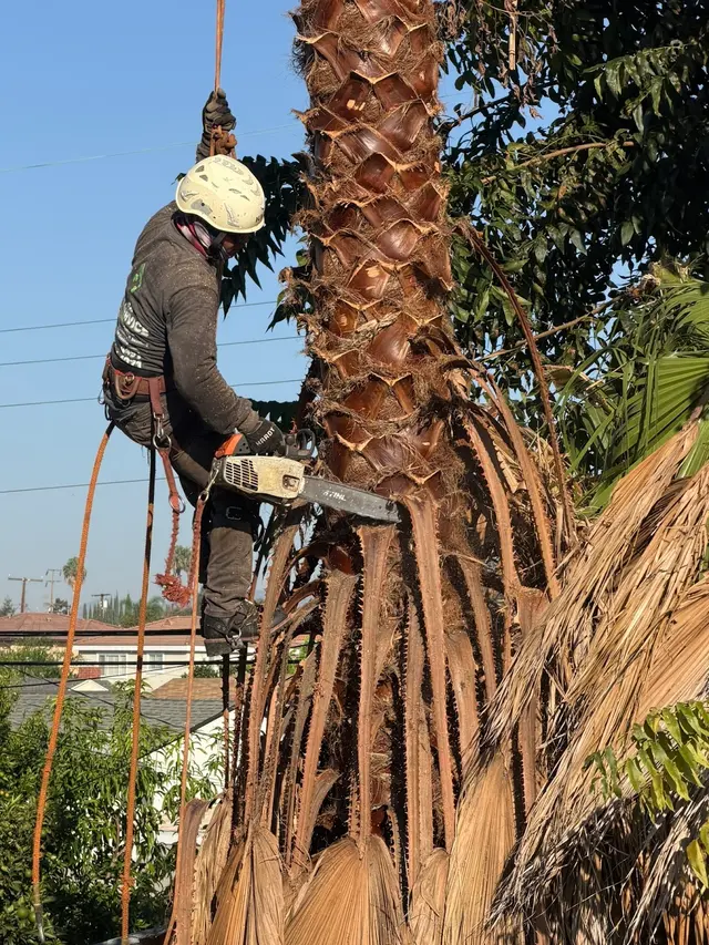 Alex Tree Service — photo from the business 2