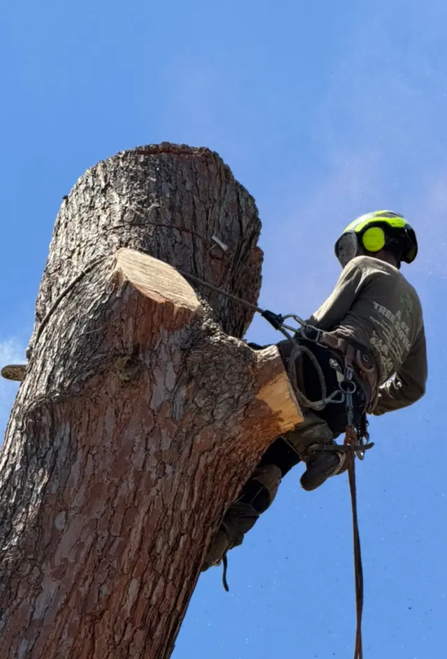 Customer photo of work by Alex Tree Service, from Richard A's review