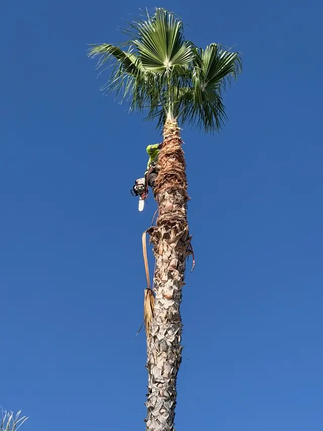 Alex Tree Service — photo from the business 8
