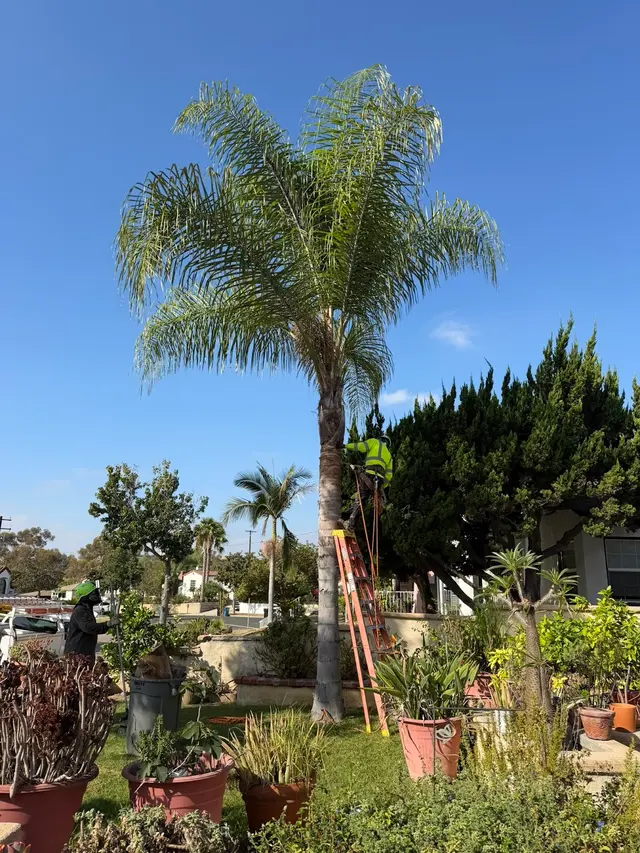 Alex Tree Service — photo from the business 3