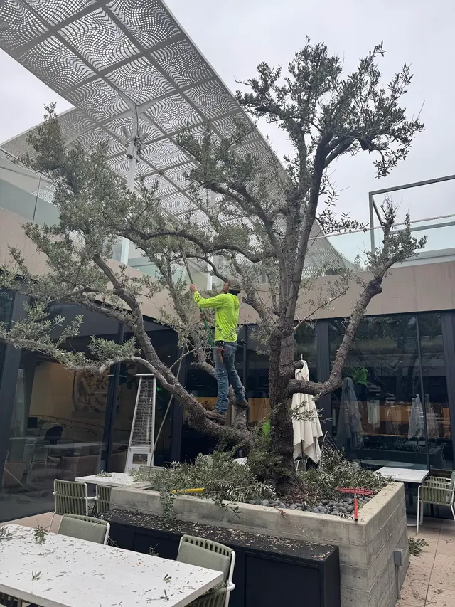 Think Green Tree Care Inc. — photo from the business 11