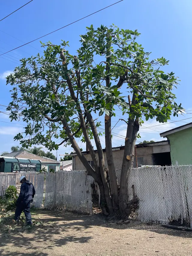 Think Green Tree Care Inc. — photo from the business 5