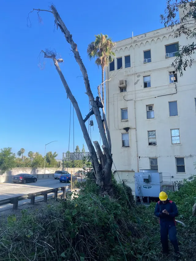 Think Green Tree Care Inc. — photo from the business 7