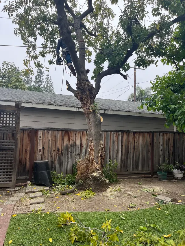 Specialty Tree Care Inc. — customer photo 12