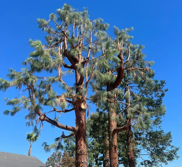 Specialty Tree Care Inc. — photo from the business 6