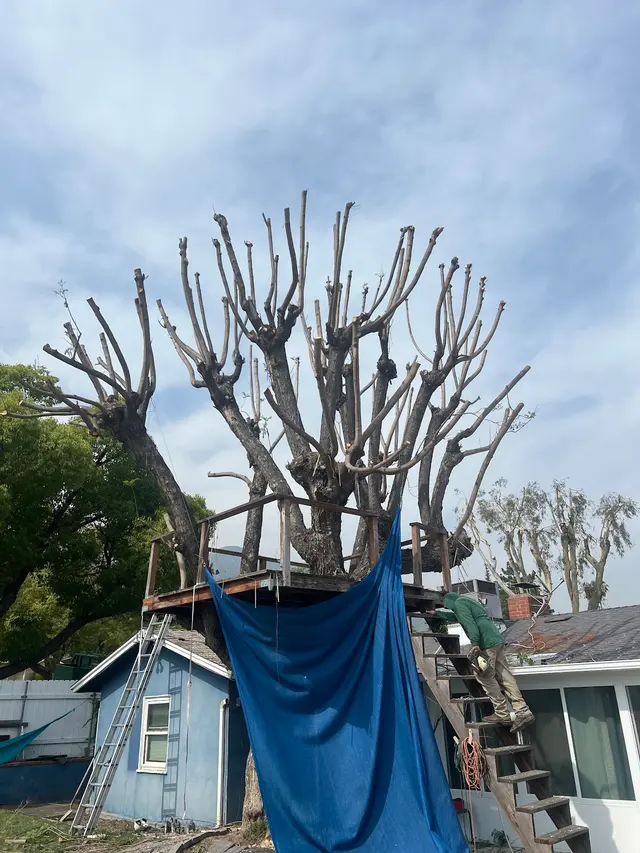 Specialty Tree Care Inc. — photo from the business 8