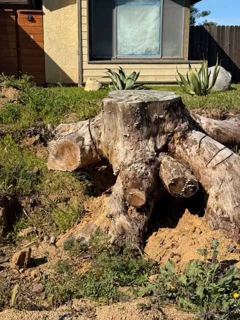 Customer photo of work by Specialty Tree Care Inc., from robert gonzalez's review