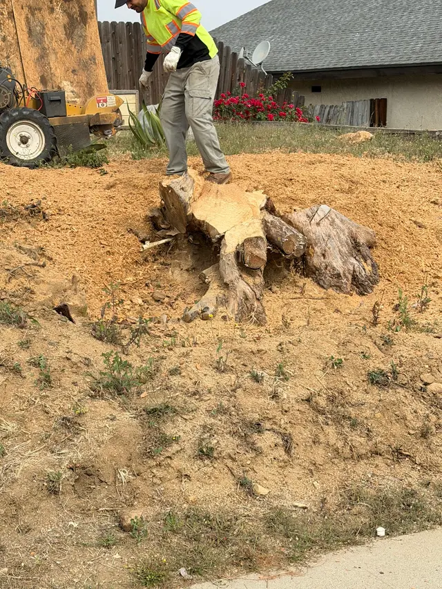 Specialty Tree Care Inc. — customer photo 10