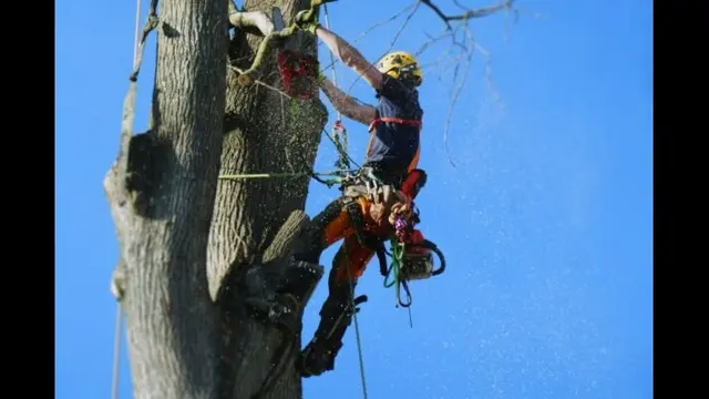 A & J Tree Service — photo from the business 1