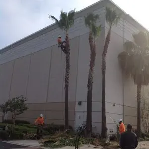 A & J Tree Service — photo from the business 3