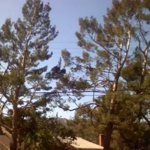 A & J Tree Service — photo from the business 4