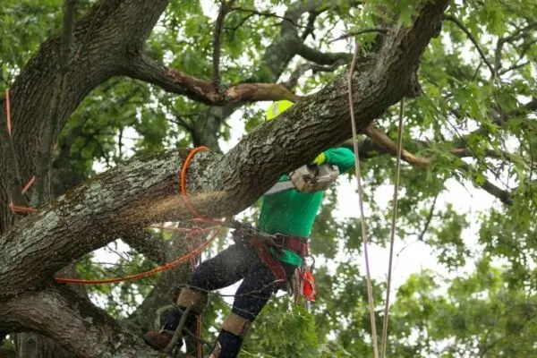 A & J Tree Service — photo from the business 7