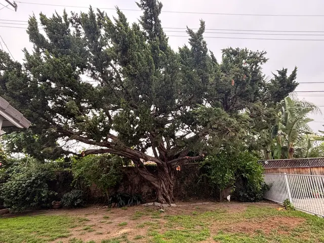 A & J Tree Service — customer photo 12