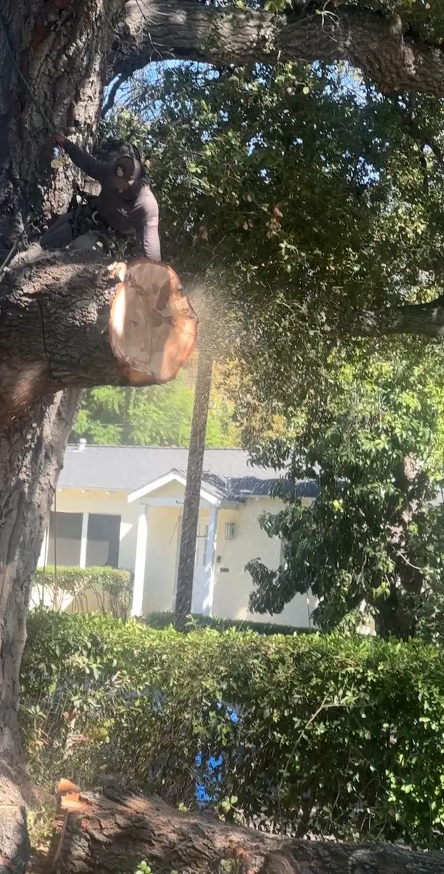 Customer photo of work by H & E Tree Service, from Amy Yan's review