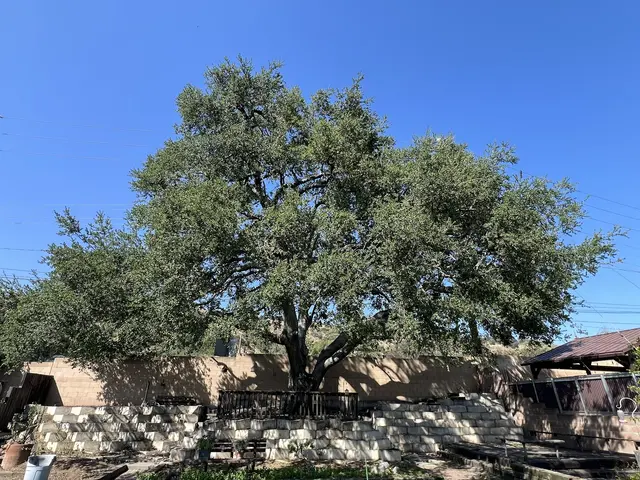 Customer photo of work by H & E Tree Service, from John's review