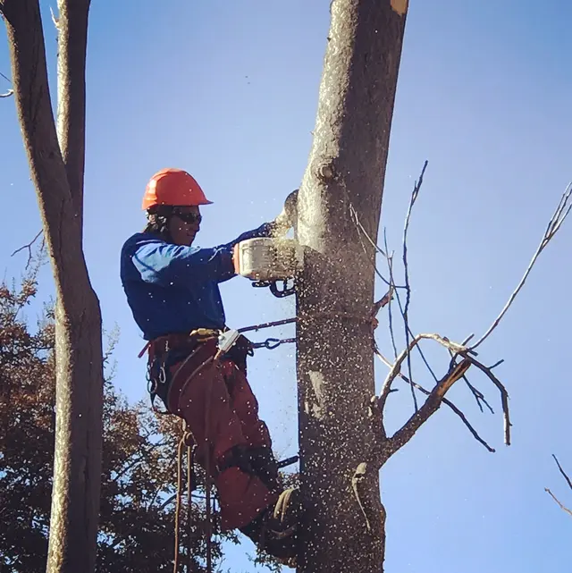 H & E Tree Service — photo from the business 5
