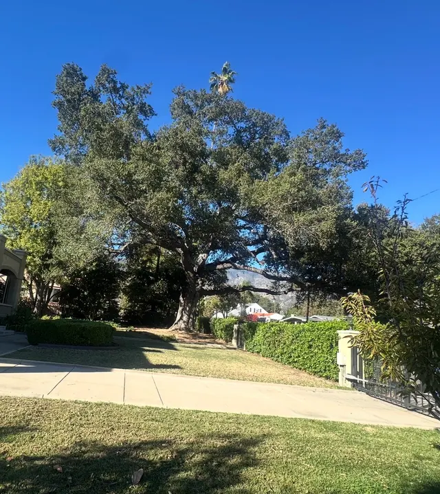 H & E Tree Service — customer photo 4
