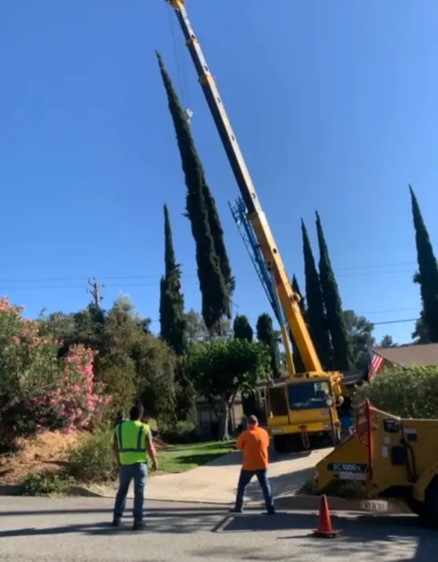 Rivera Tree Service, Inc. — photo from the business 1